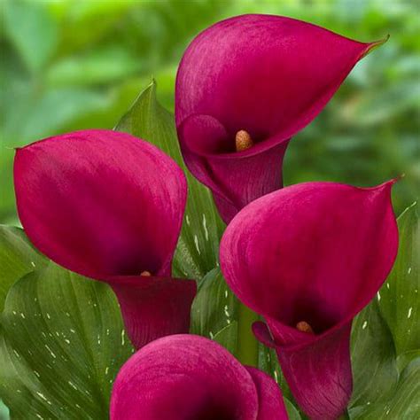 Zantedeschia (Calla) Dior for Sale online in EU directly from The 